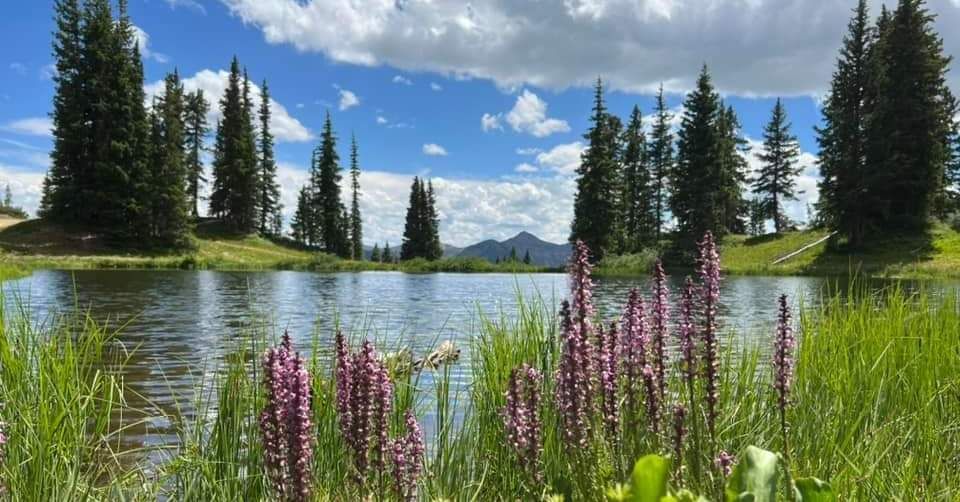 Lush lake scene with purple wildflowers, green grass, and tall evergreen trees under a blue sky with fluffy clouds.