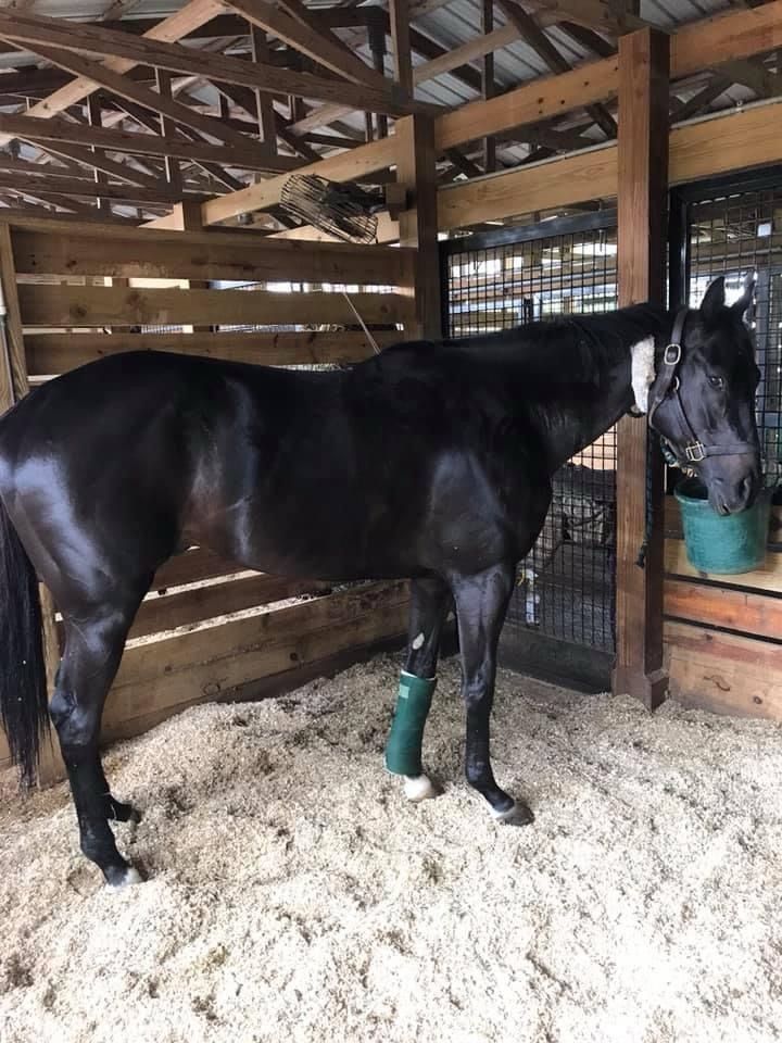 Two Horses in the Field