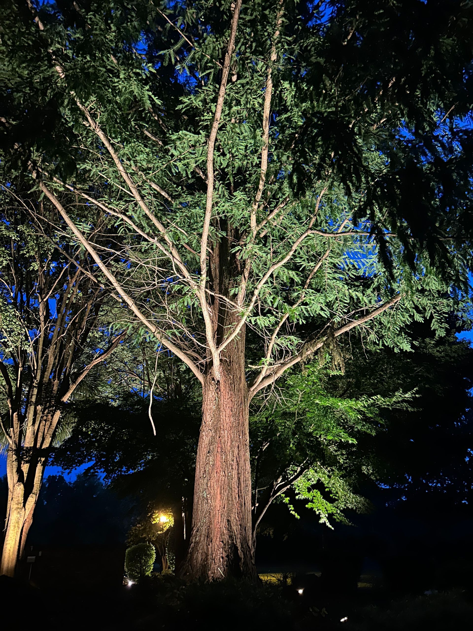 Large tree illuminated by spotlights against a dark blue evening sky.