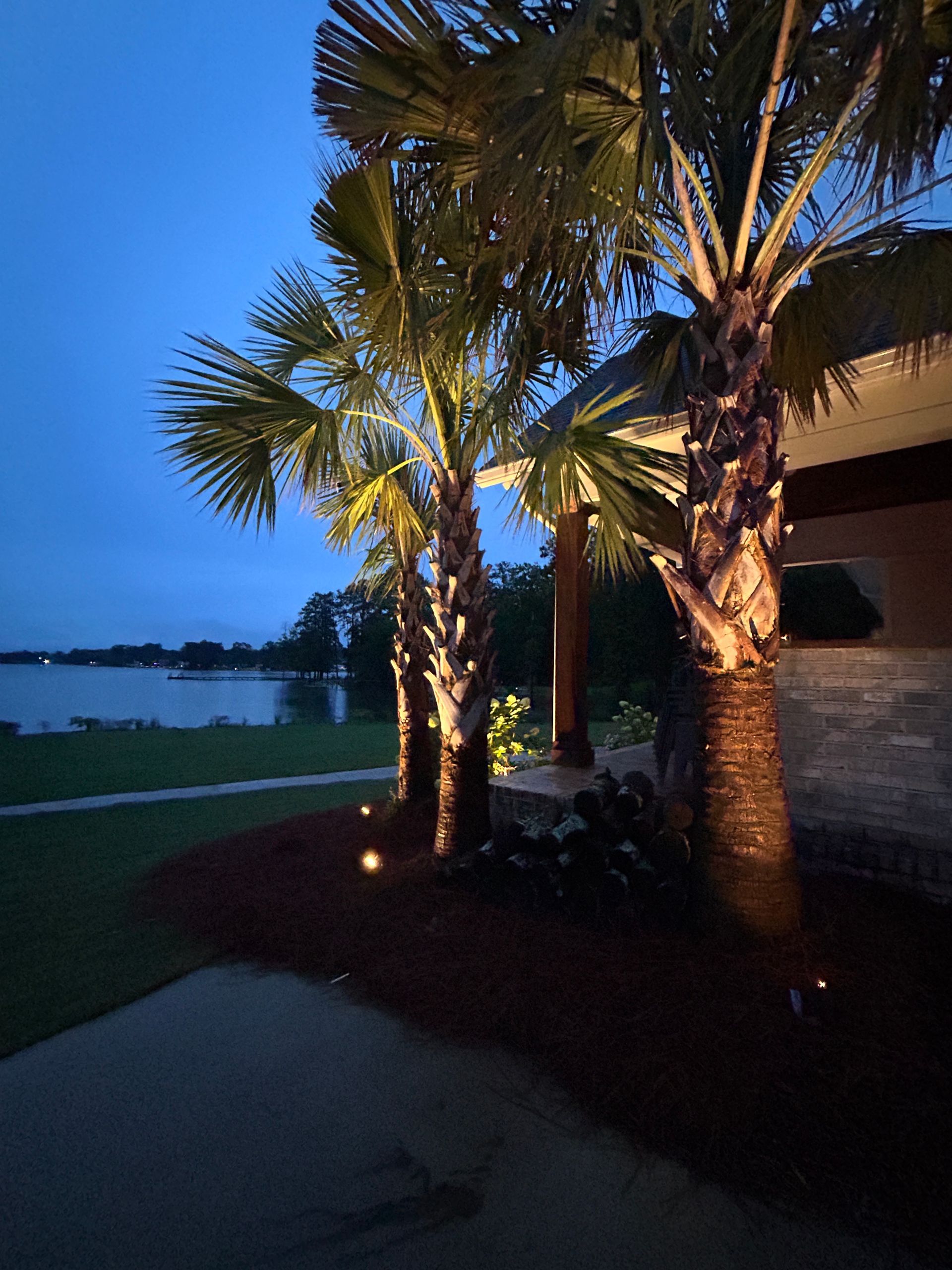 Palm trees illuminated at dusk, overlooking a body of water.