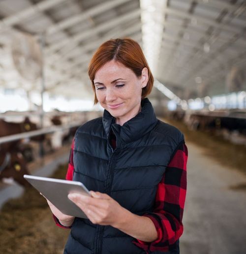 A woman is using a tablet in a barn with cows in the background
