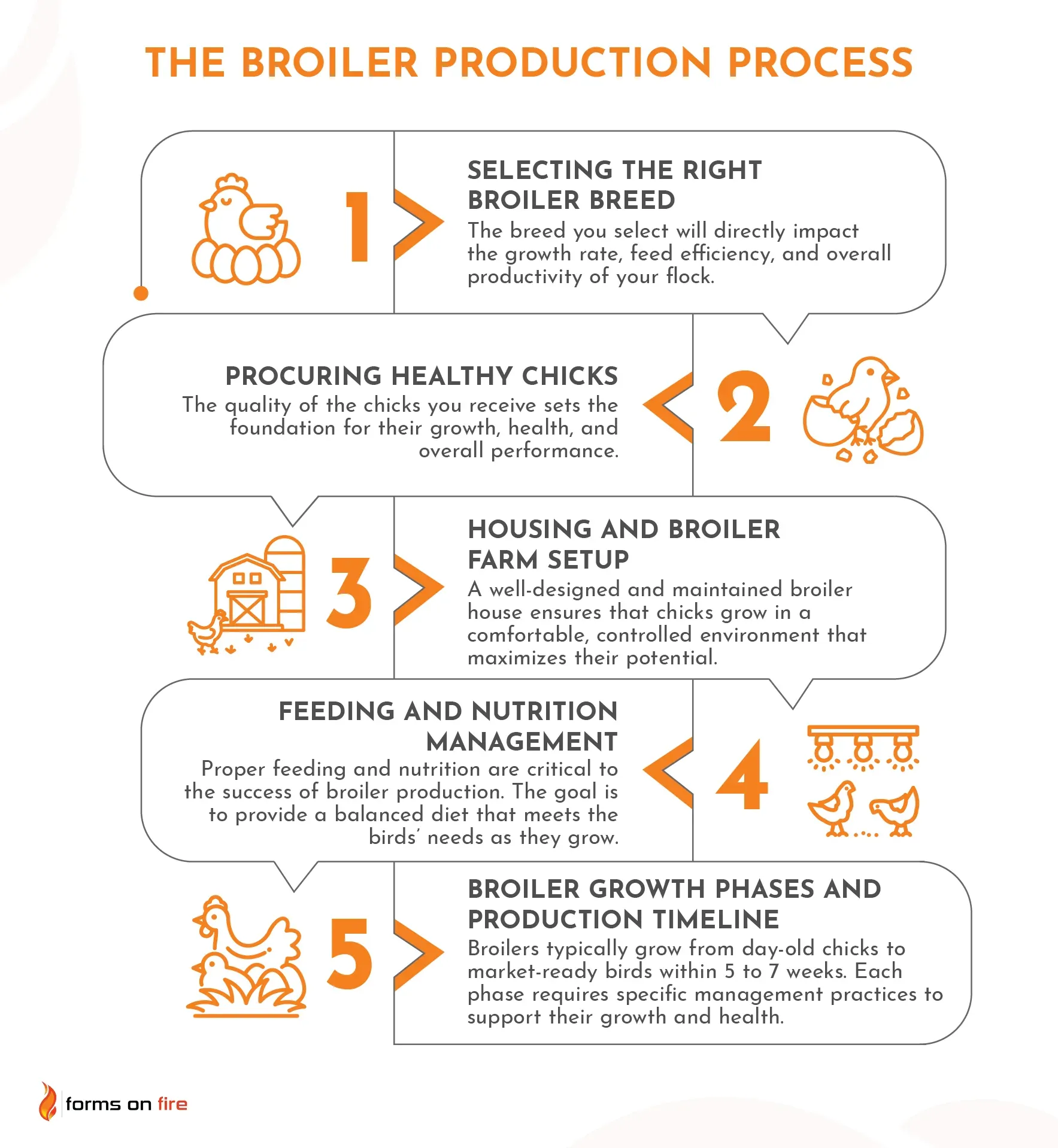 Steps outlining a broiler production process.