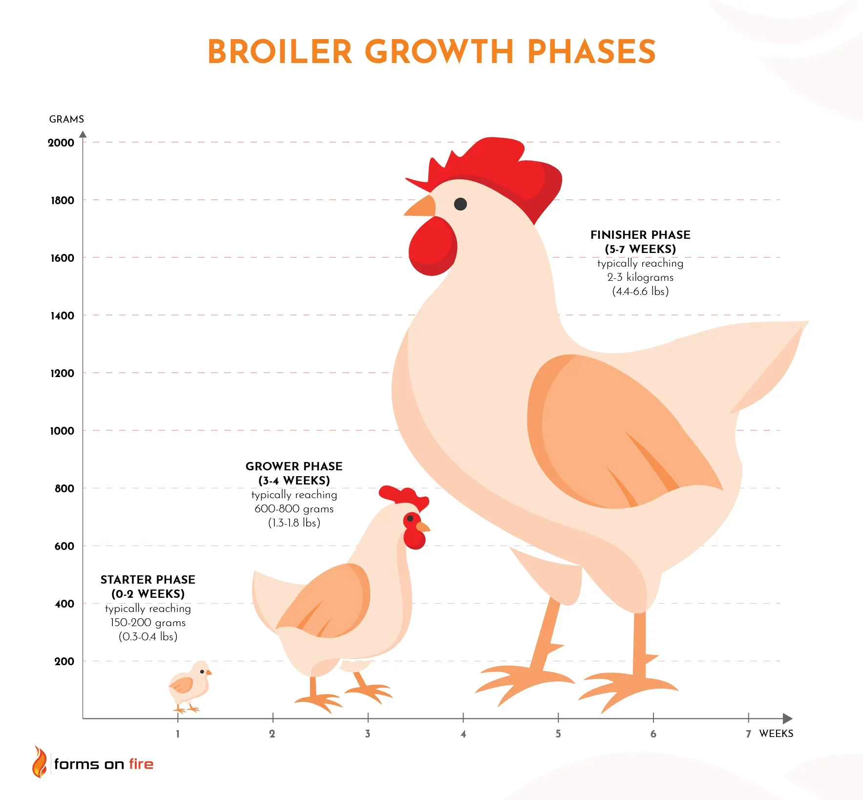 A chart representing the three main broiler growth phases, including timeline and typical weight at each phase.