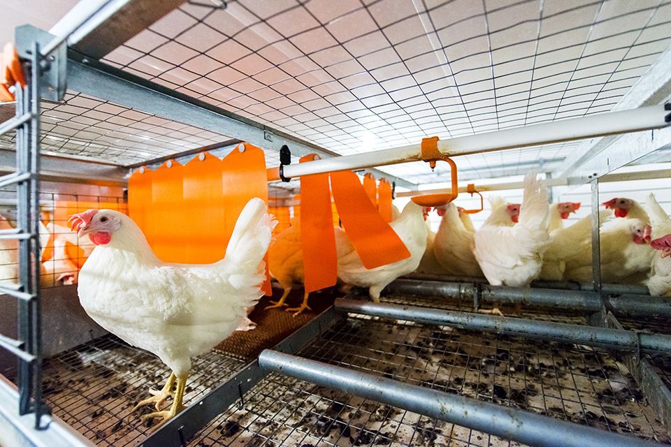 A picture of chickens inside an enriched housing enclosure.