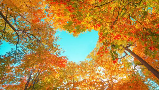 Love under the blue autumn sky