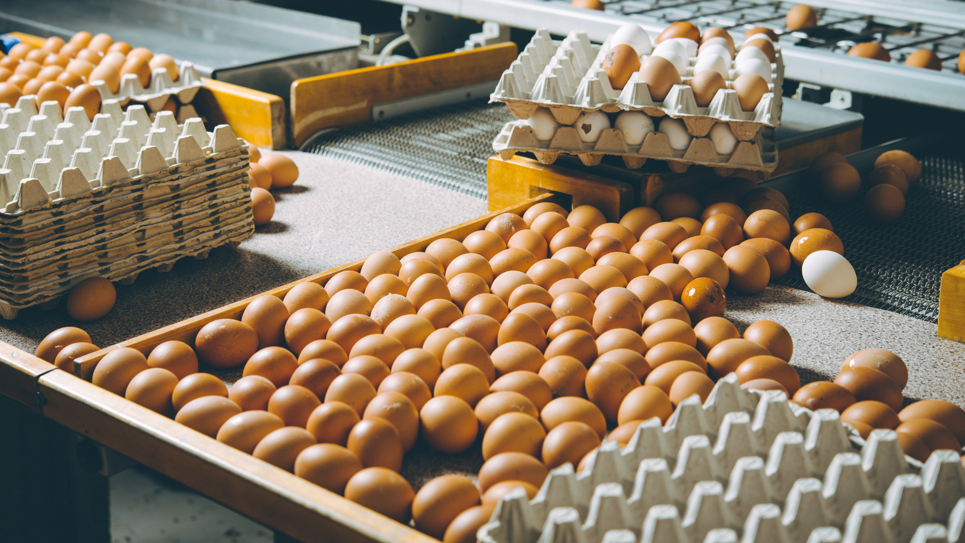 Streamline Poultry Operations With Farm Management Software