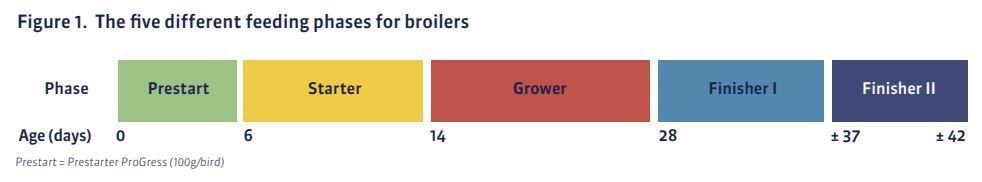 A graphic showing five different feeding phases for broilers according to their age.