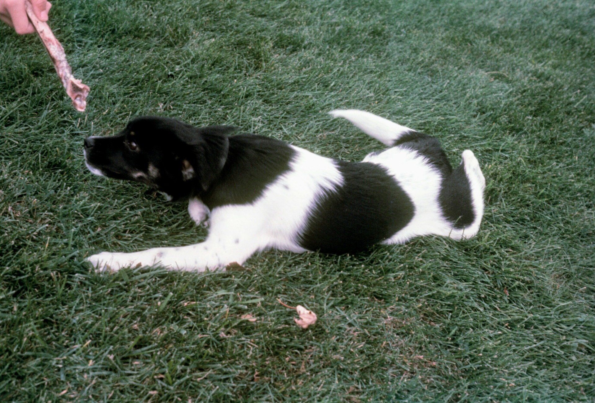 A black and white dog is laying on its back in the grass