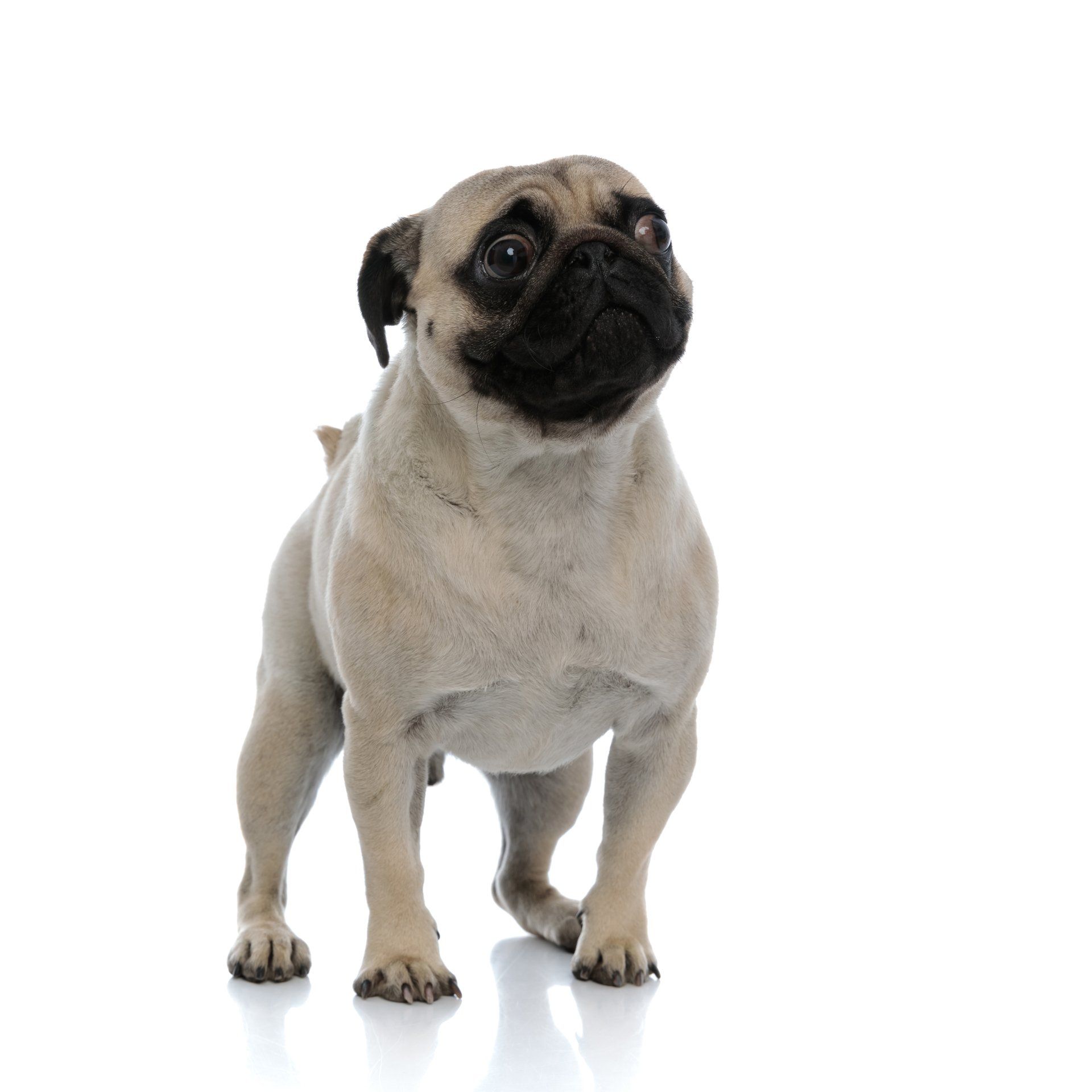 A pug dog standing in front of a white background