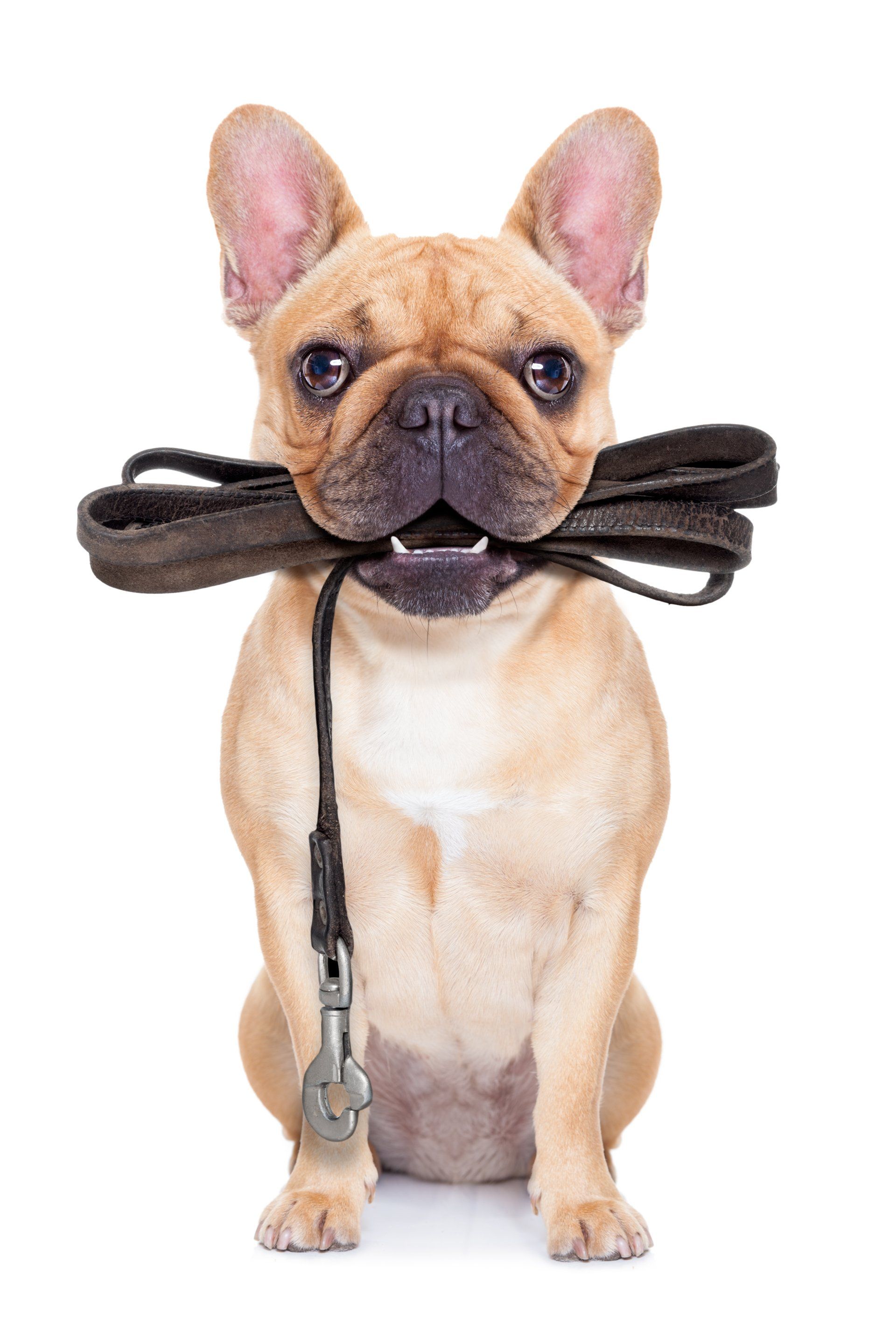 A french bulldog is holding a leash in its mouth.