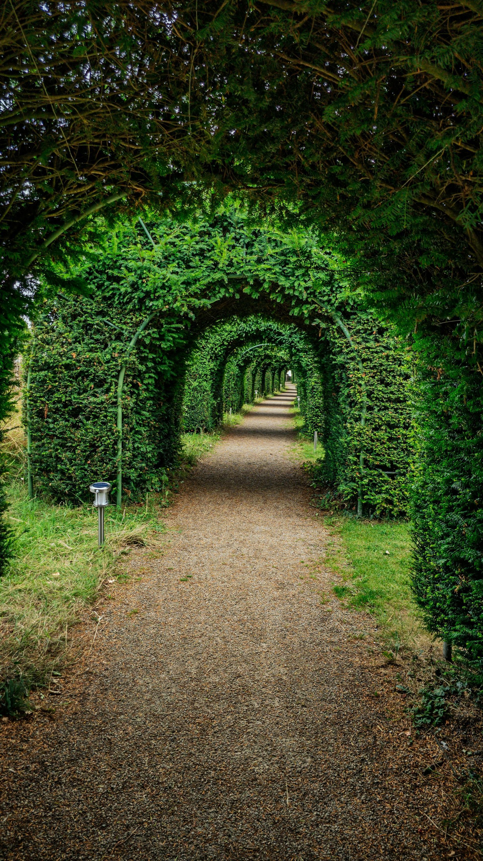 A wooden walkway in the middle of a forest