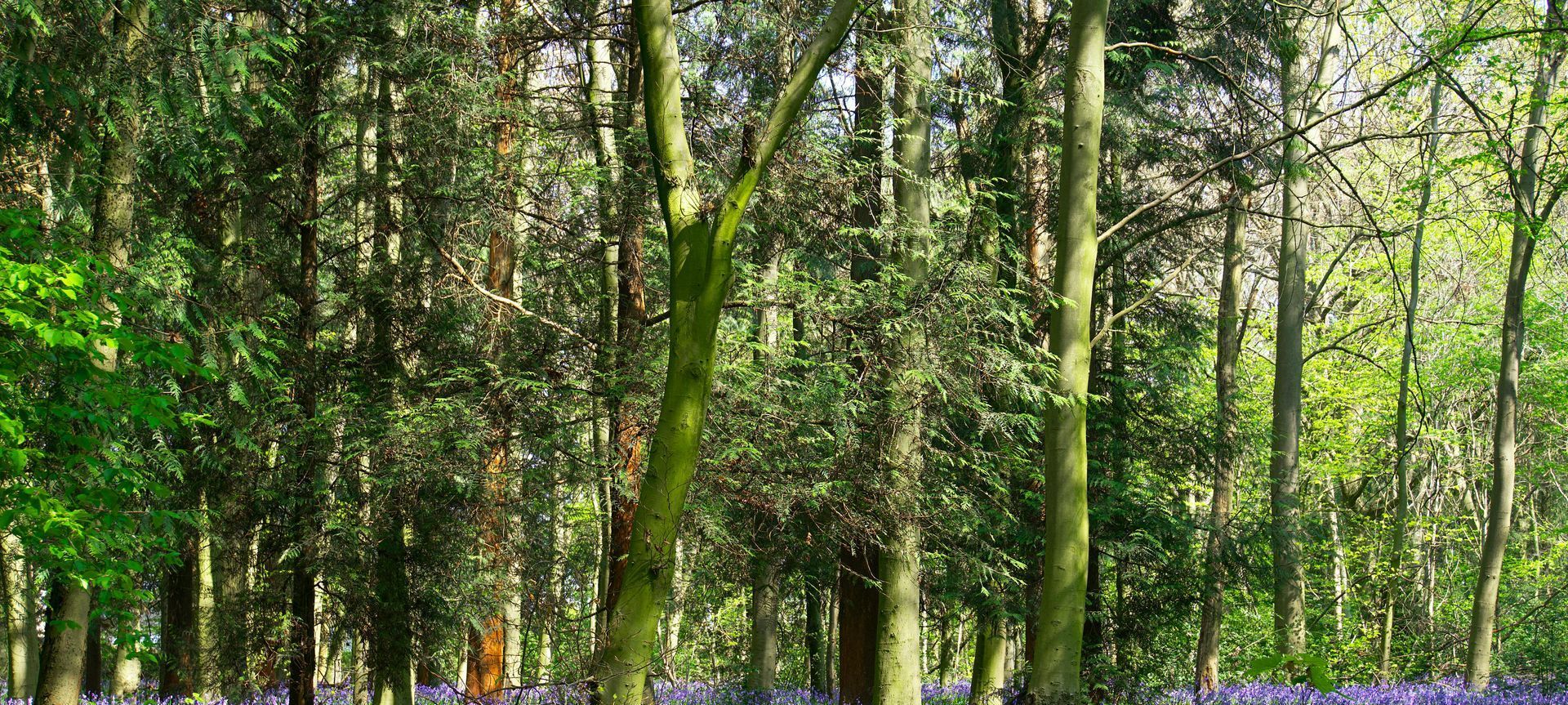 Looking up at the sun through the trees in a forest.