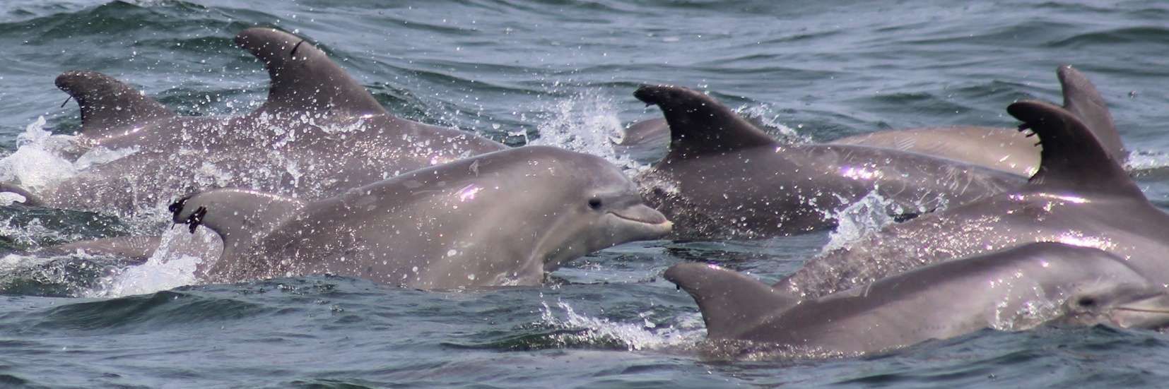 Dolphins swimming in the ocean. Several dolphins are visible with their fins above the water's surface.