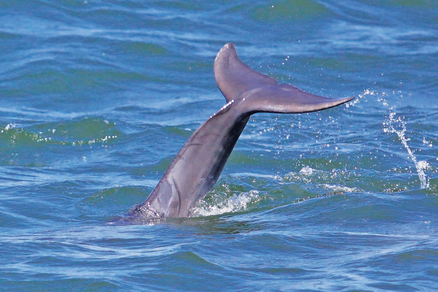 Dolphin's tail fin rises above ocean surface, creating splash in blue water.
