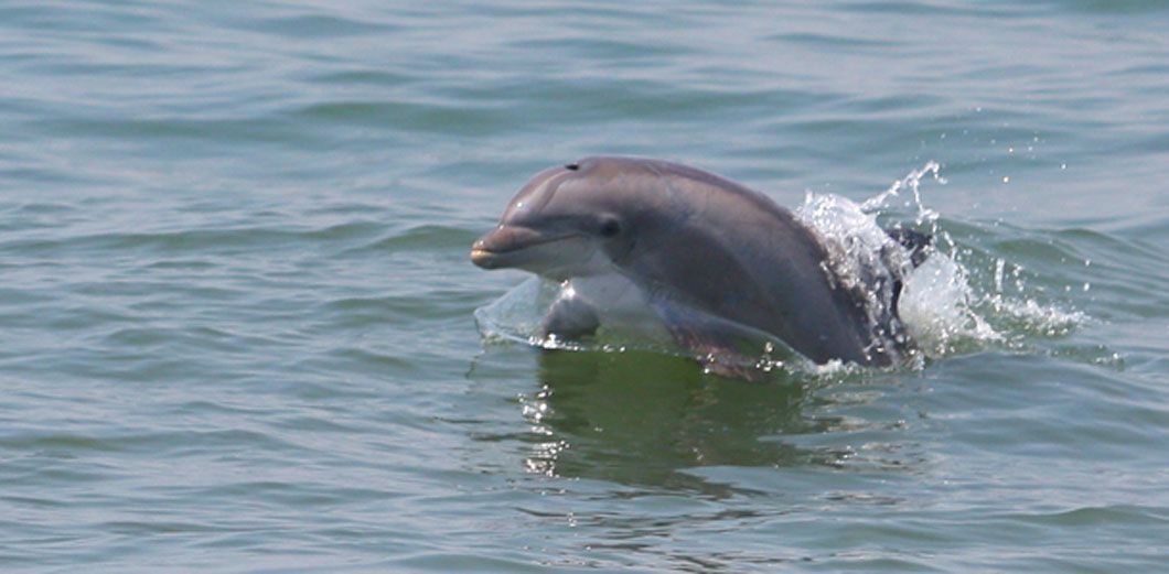A dolphin leaps out of the water, creating a splash.
