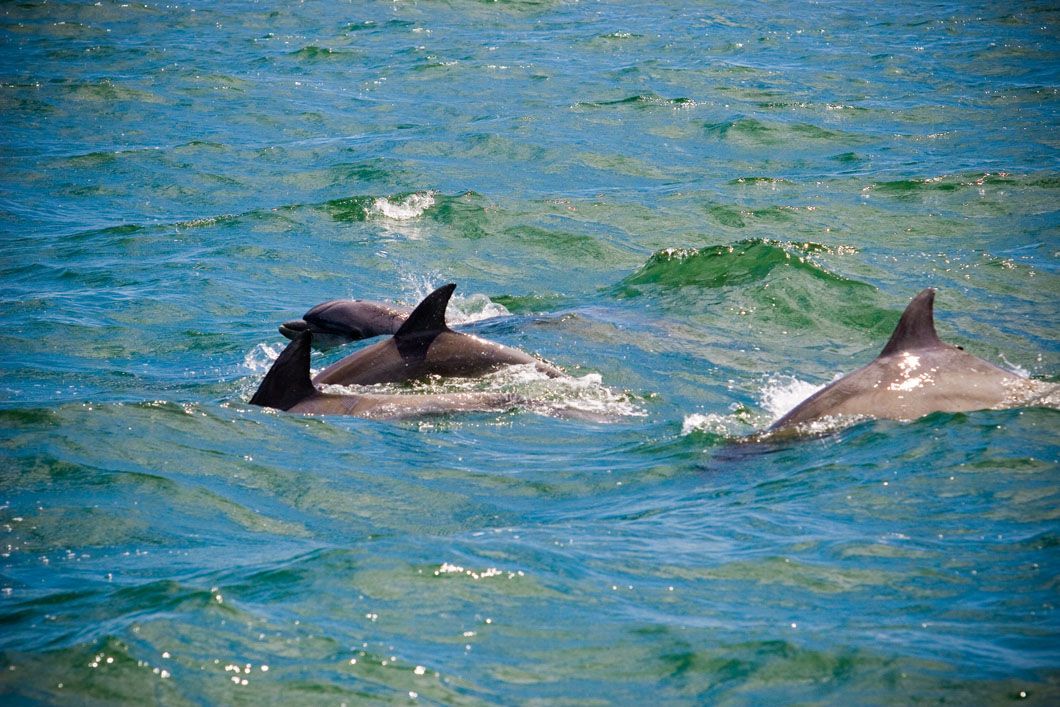 Dolphins swimming in blue water, dorsal fins visible above the waves.