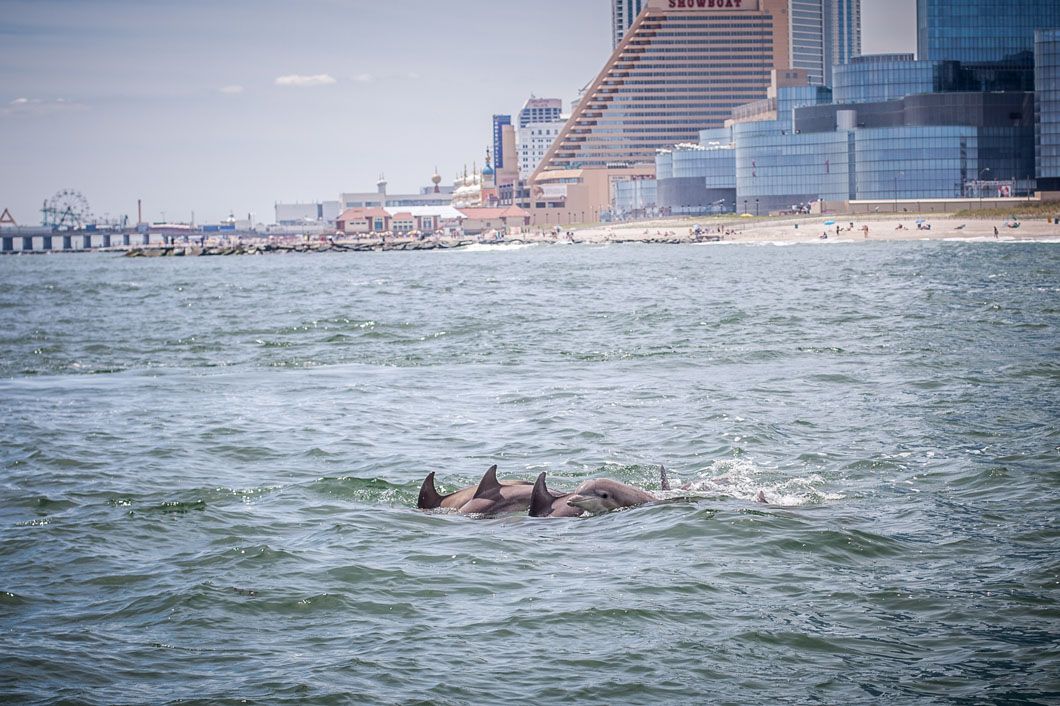 Dolphins swimming in the ocean, with a city skyline and pier in the background on a sunny day.