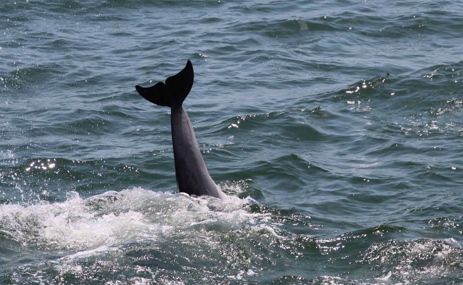 Dolphin's tail fin and body visible above choppy water.