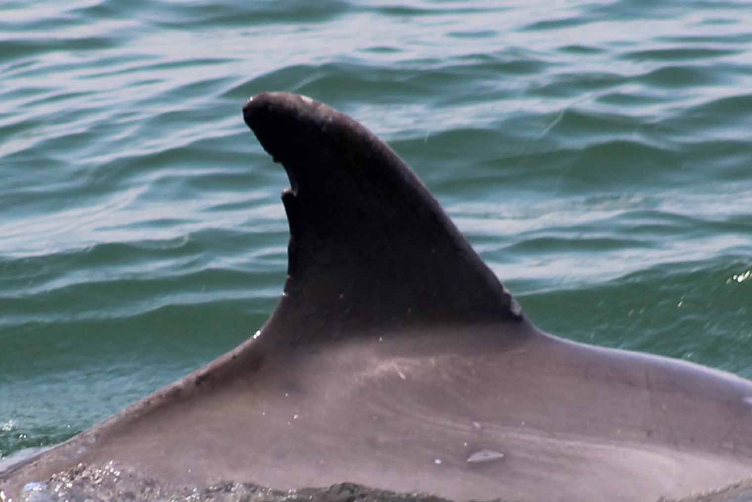 Dorsal fin of a dolphin breaking the surface of the water, visible against the gray-green ocean.