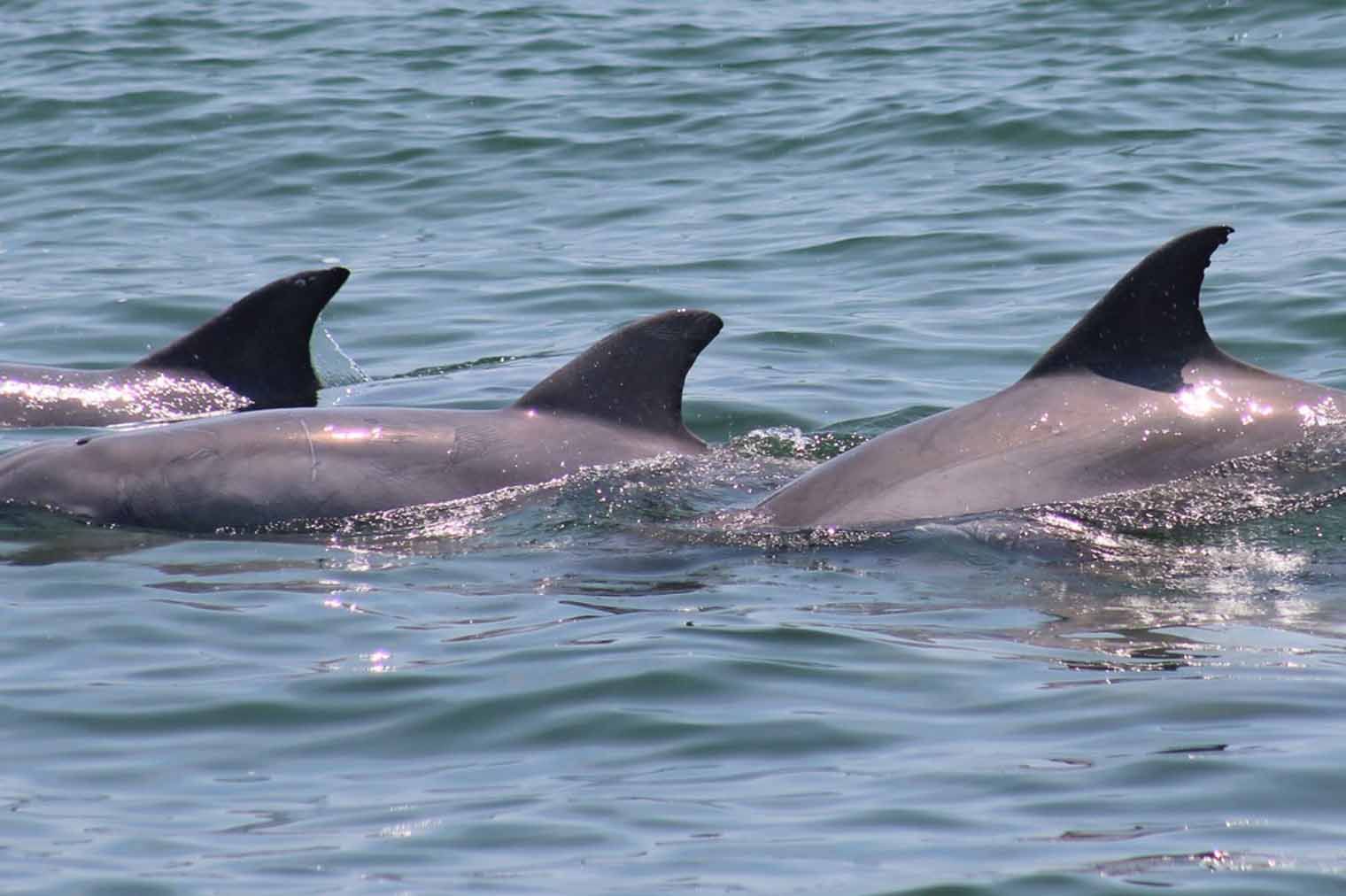 Three dolphins with gray skin swim in ocean water with visible fins.