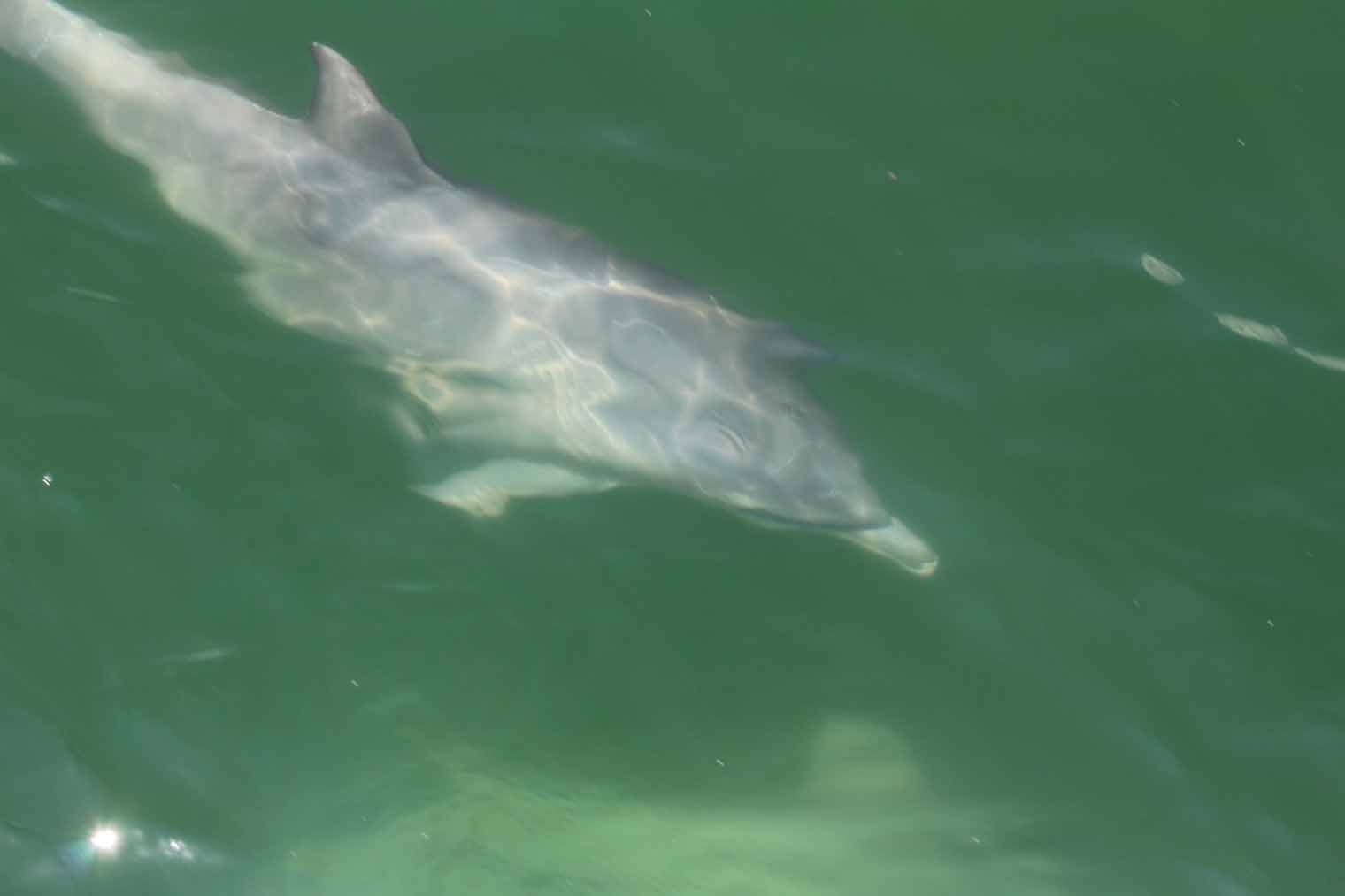 Dolphin swimming in green water, showing its dorsal fin and body partially submerged.