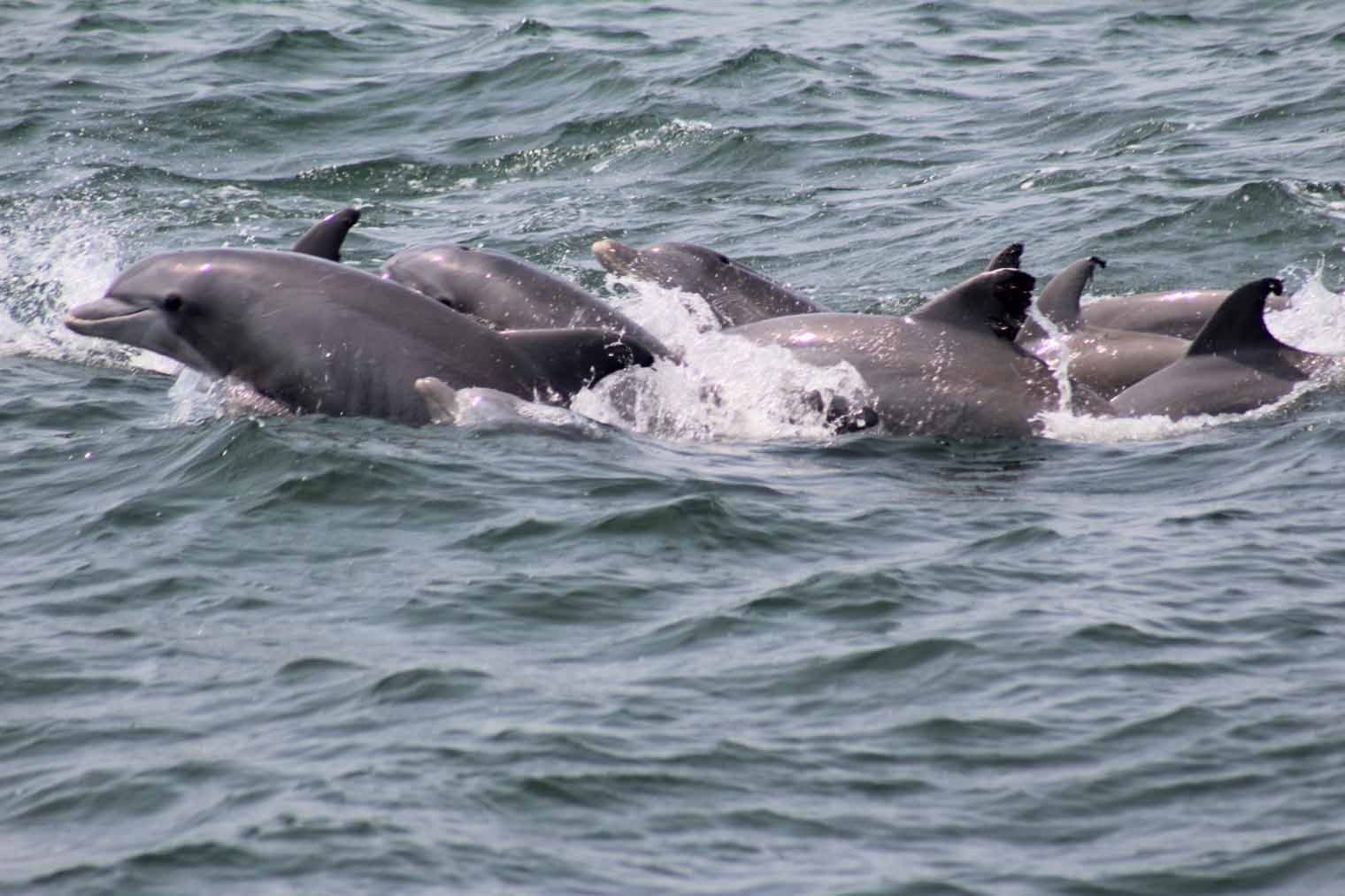 Dolphins swimming together in ocean, fins visible above water, splashing.