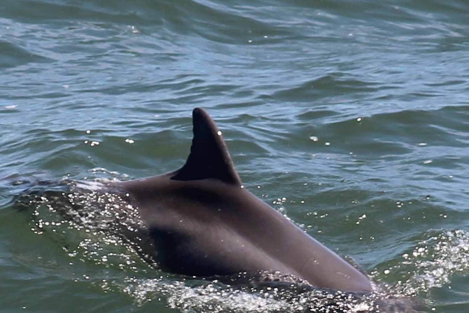 Dolphin surfacing in ocean, with dorsal fin visible. Dark gray body in choppy blue water.