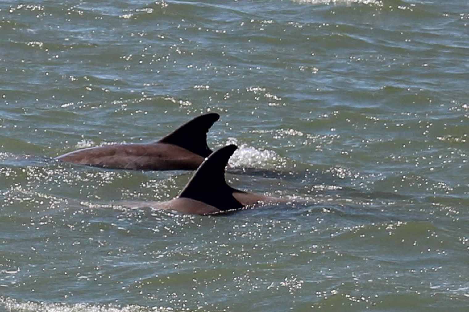 Two dolphins with dark fins swim in choppy, sunlit water.