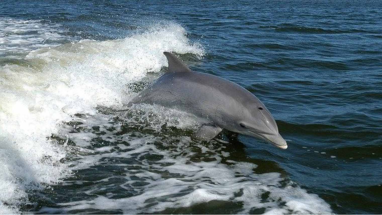 Dolphin leaps out of ocean water, splashing and gliding forward in a sunny setting.