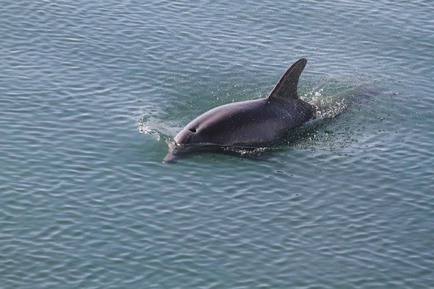 Dolphin swims through blue water, dorsal fin visible above the surface.