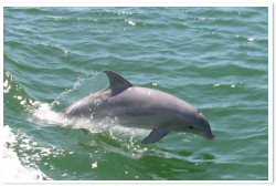 Dolphin leaping out of green ocean water, splashing.