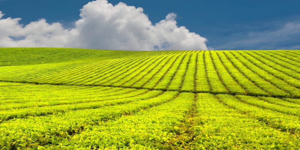 Tea Plantation With Rows of Green Bushes — Greenaway Green Waste Removal in Innisfail, QLD