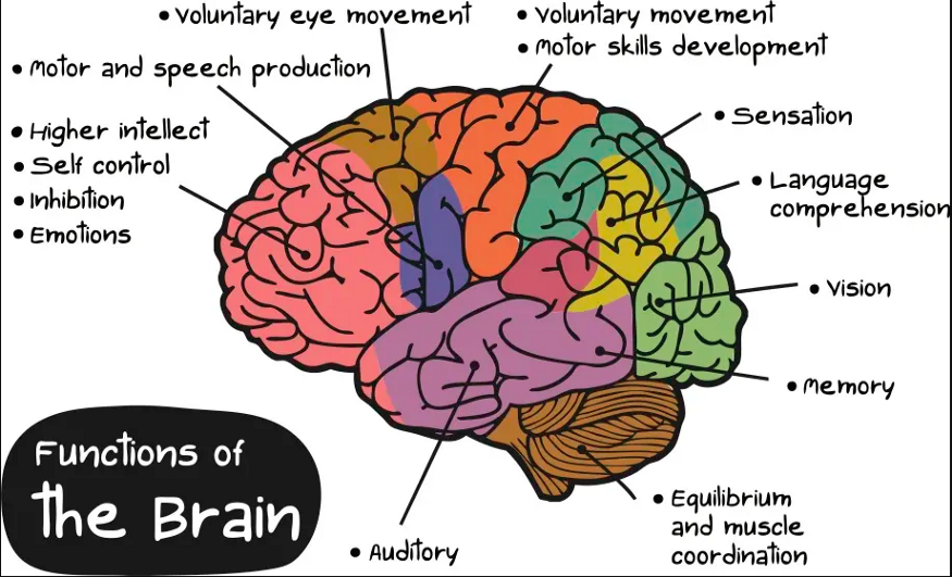 Neuro Science of Selling