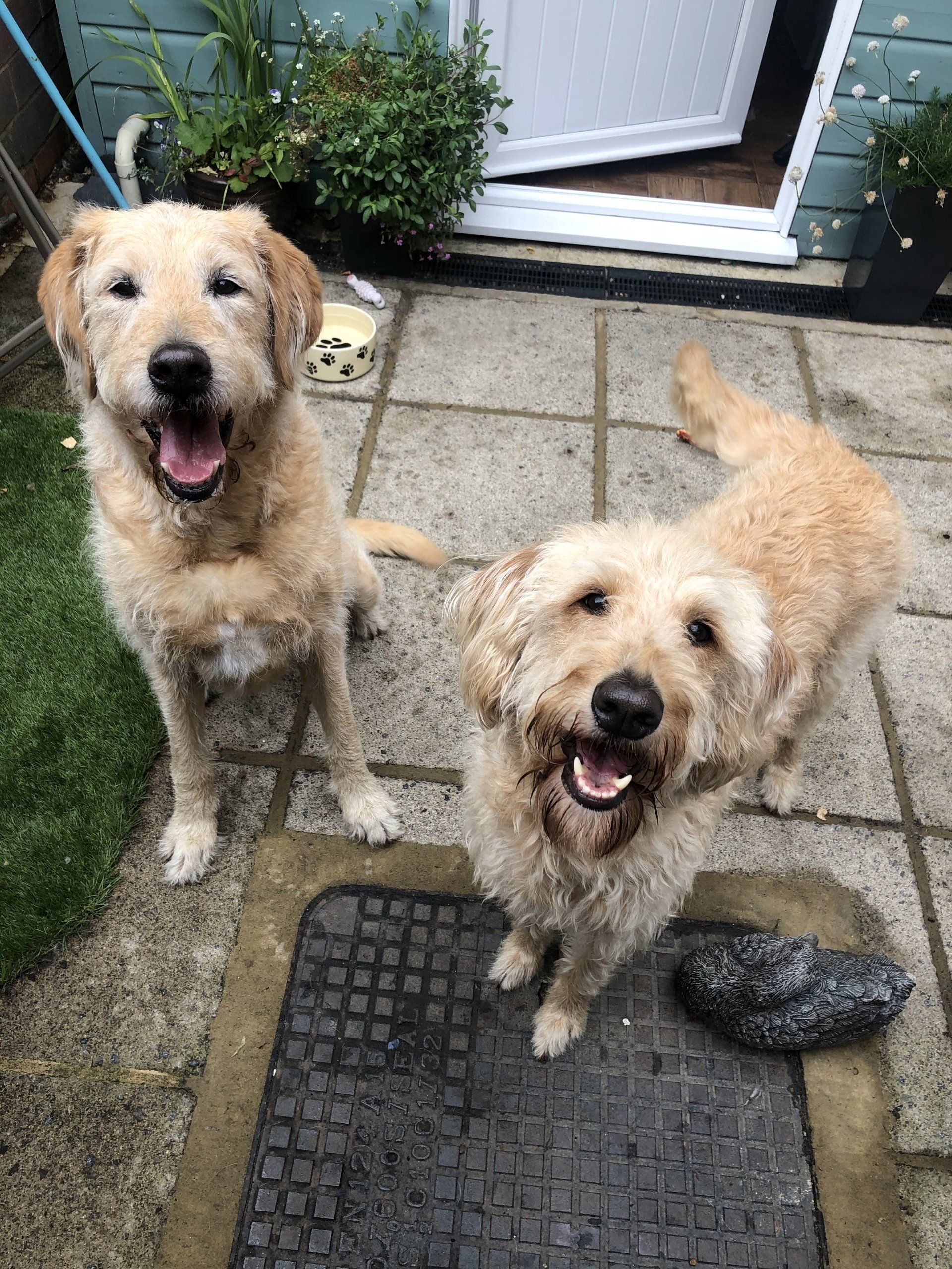 happy dogs
