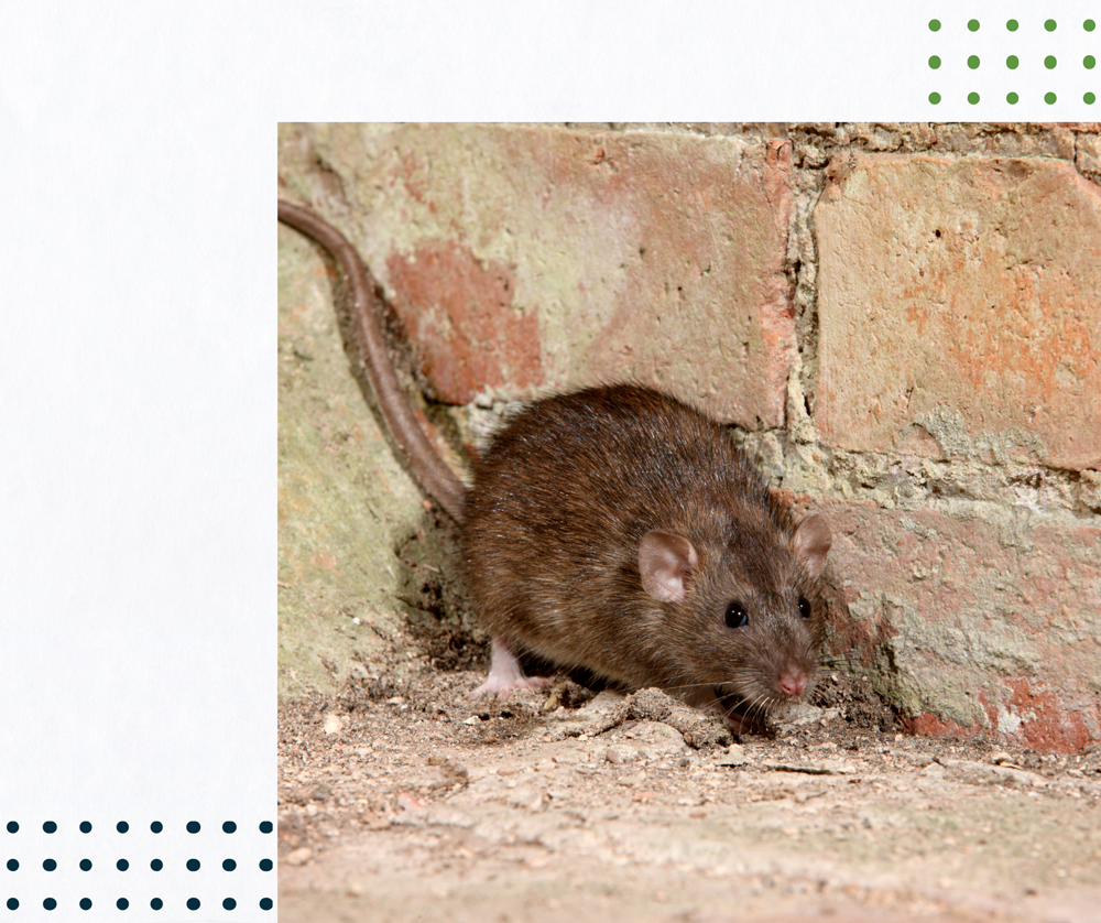 a rat is standing next to a brick wall .
