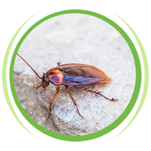 a cockroach is sitting on a rock in a green circle .