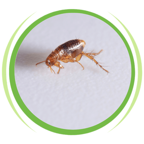 a flea is sitting on a white surface in a green circle .