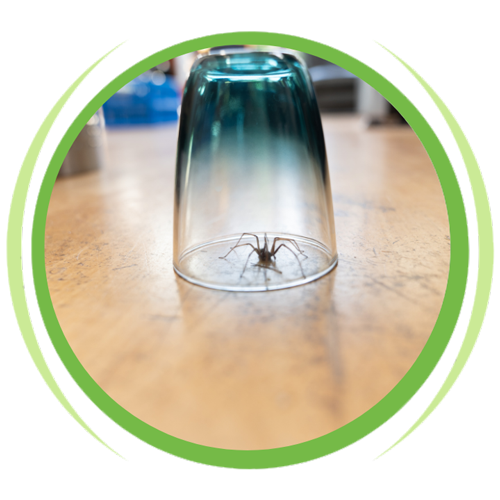 a spider is sitting inside of a glass on a table .