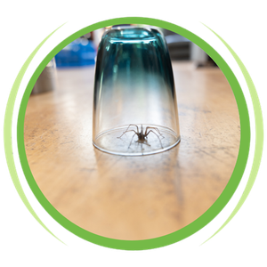 a spider is sitting inside of a glass on a table .