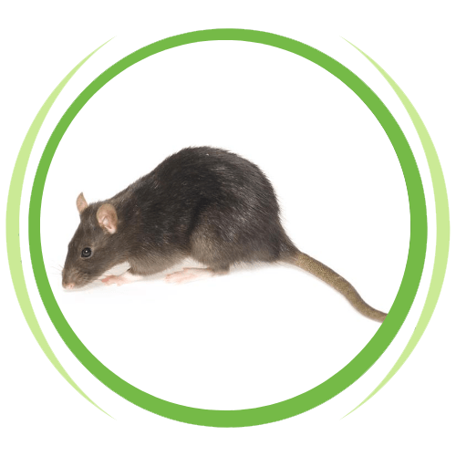 a black rat is sitting in a green circle on a white background .