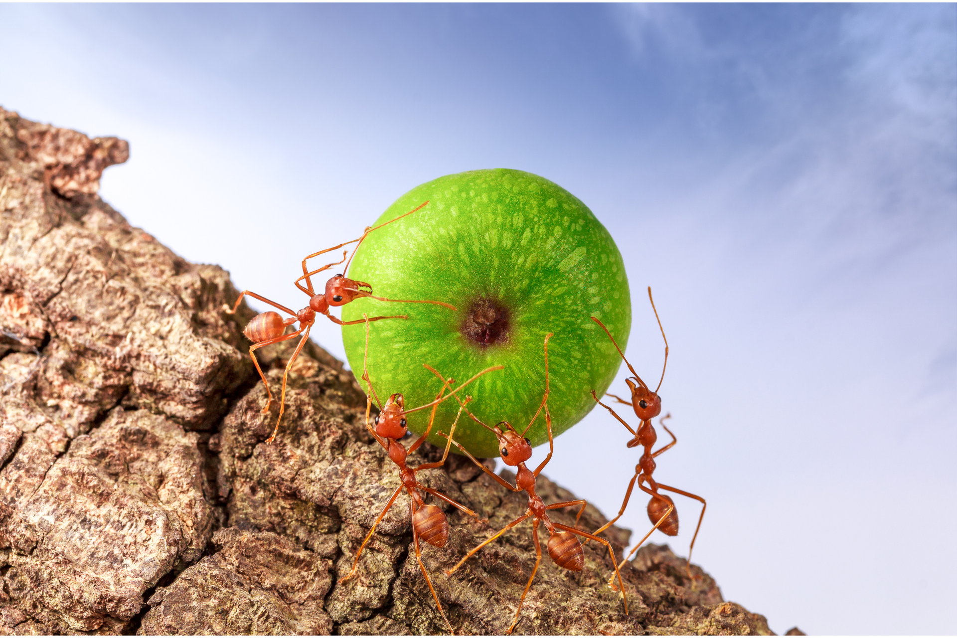 A group of ants are pushing a green apple up a rock.