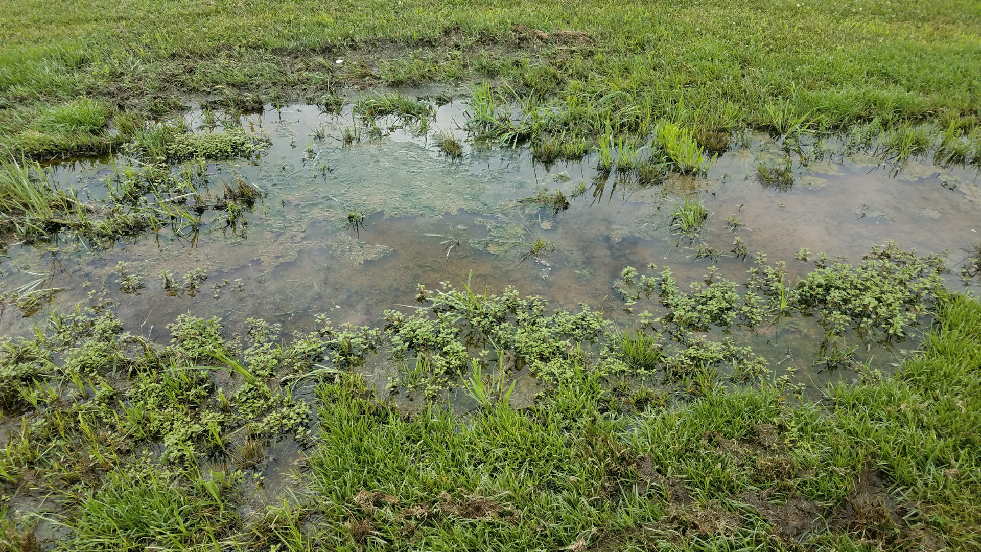 A puddle of water in the middle of a grassy field.