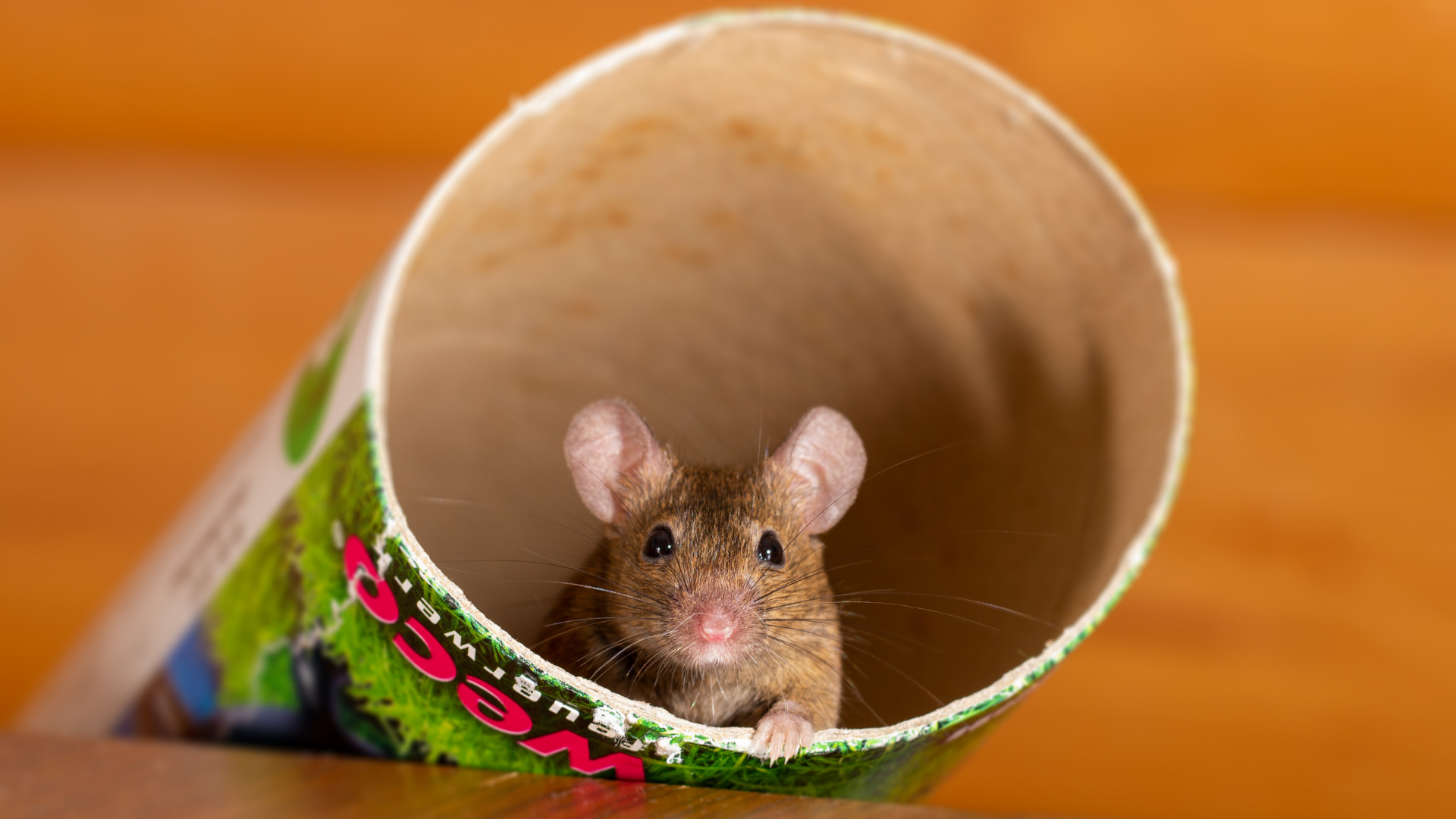 Mouse peeking out from inside a cardboard tube; tan and brown with green label.