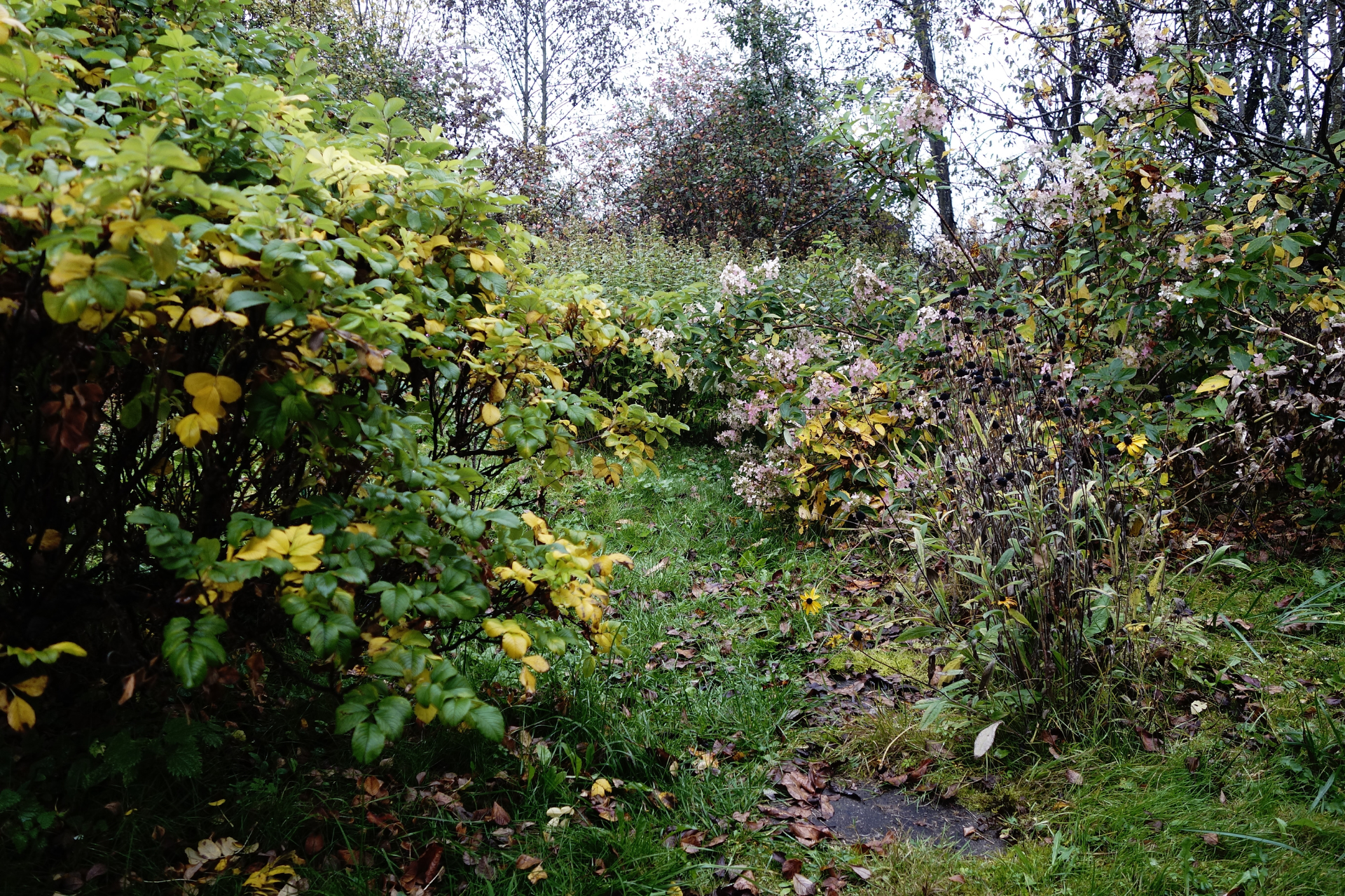 A path in the woods surrounded by trees and bushes