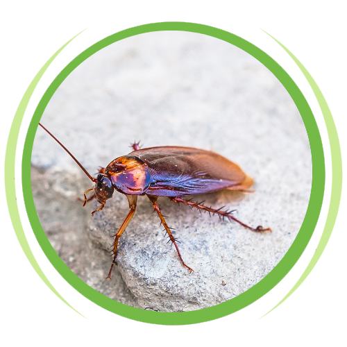 a cockroach is sitting on a rock in a green circle .