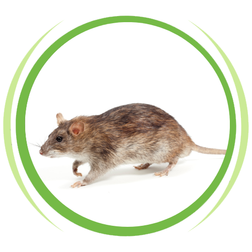 a black rat is sitting in a green circle on a white background .