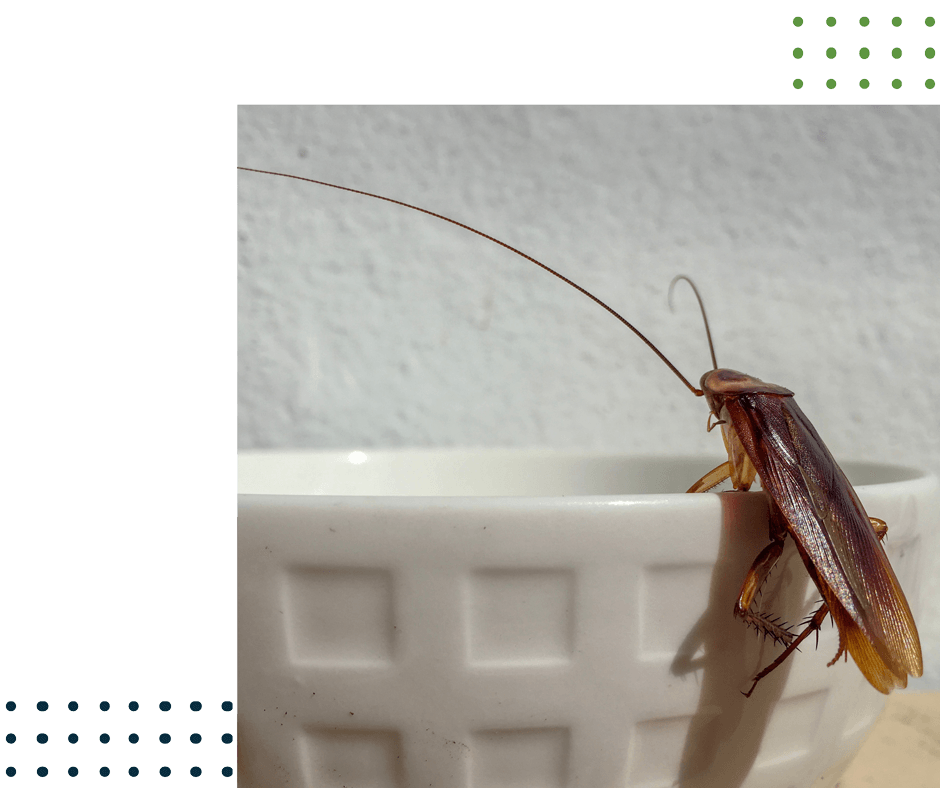 a cockroach is sitting on top of a white bowl