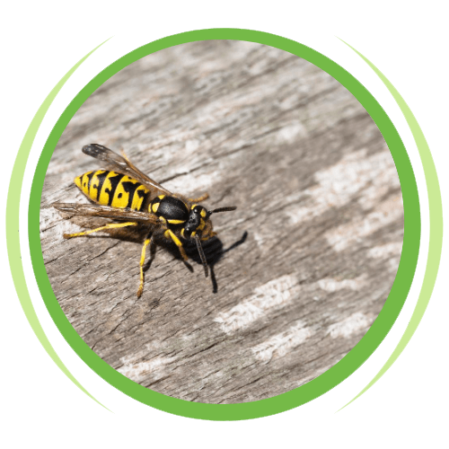 a yellow and black wasp is sitting on a wooden surface .