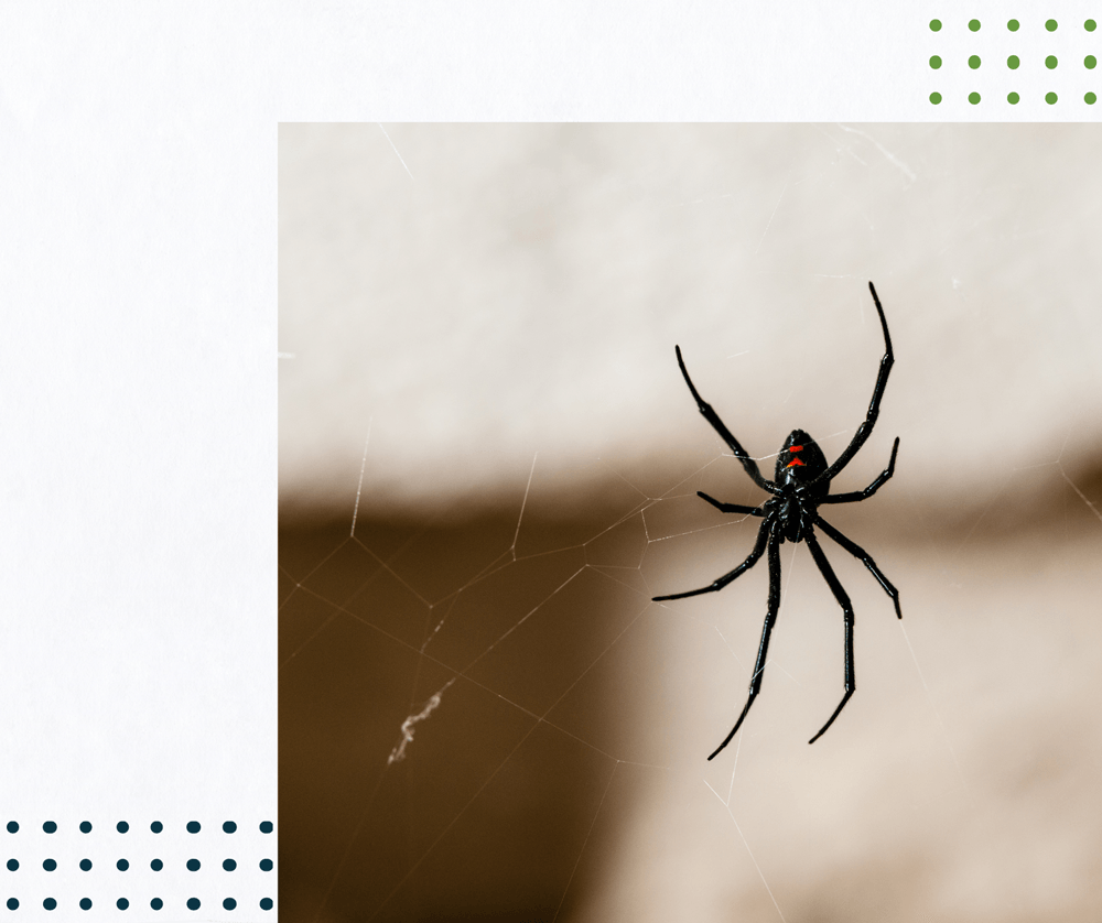 a close up of a black spider on a web