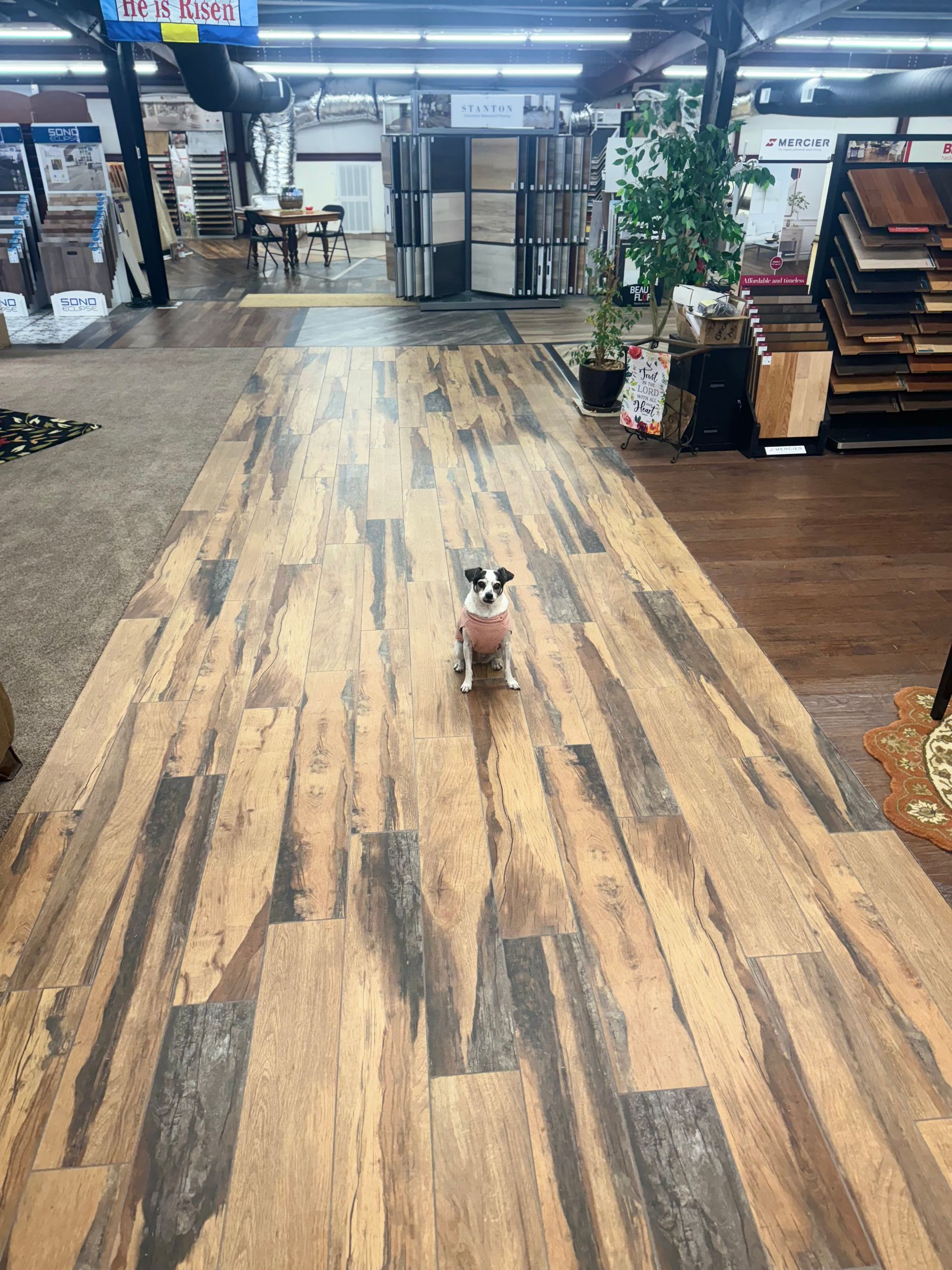 A small dog is standing on a wooden floor in a store.